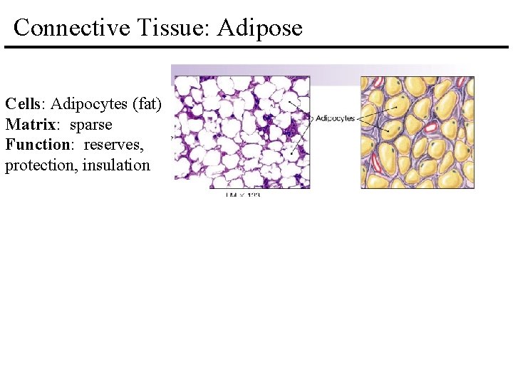 Connective Tissue: Adipose Cells: Adipocytes (fat) Matrix: sparse Function: reserves, protection, insulation Reticular Tissue