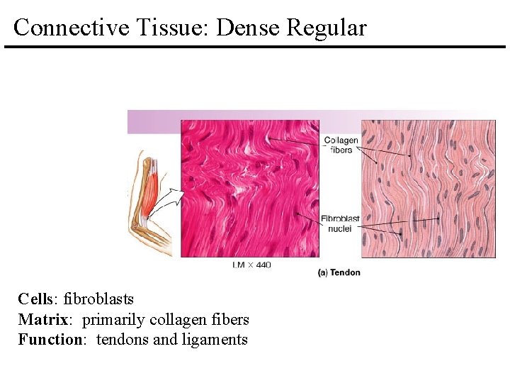 Connective Tissue: Dense Regular Cells: fibroblasts Matrix: primarily collagen fibers Function: tendons and ligaments