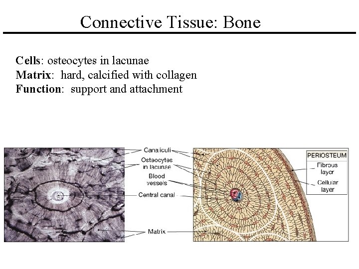 Connective Tissue: Bone Cells: osteocytes in lacunae Matrix: hard, calcified with collagen Function: support