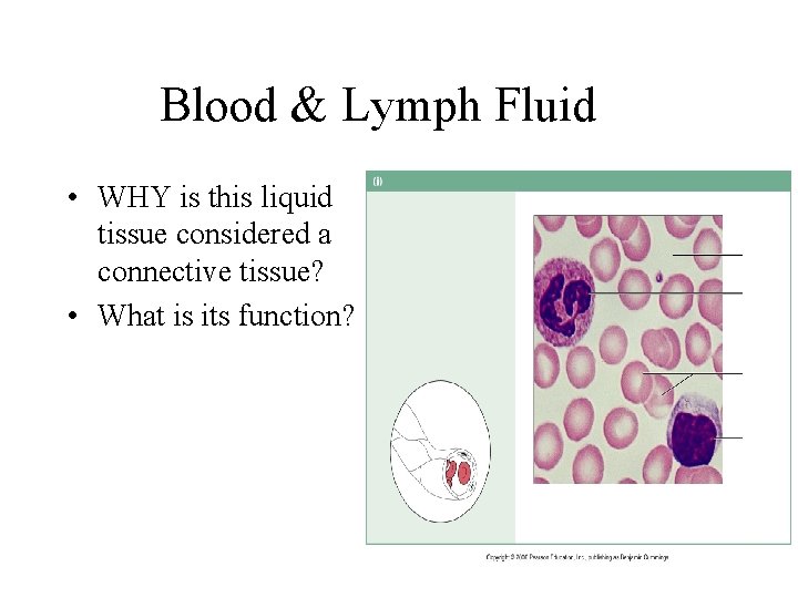 Blood & Lymph Fluid • WHY is this liquid tissue considered a connective tissue?