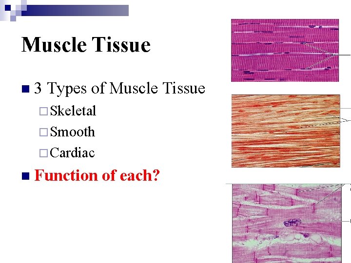 Muscle Tissue n 3 Types of Muscle Tissue ¨Skeletal ¨Smooth ¨Cardiac n Function of