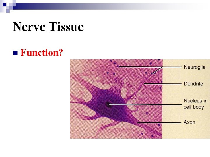 Nerve Tissue n Function? 