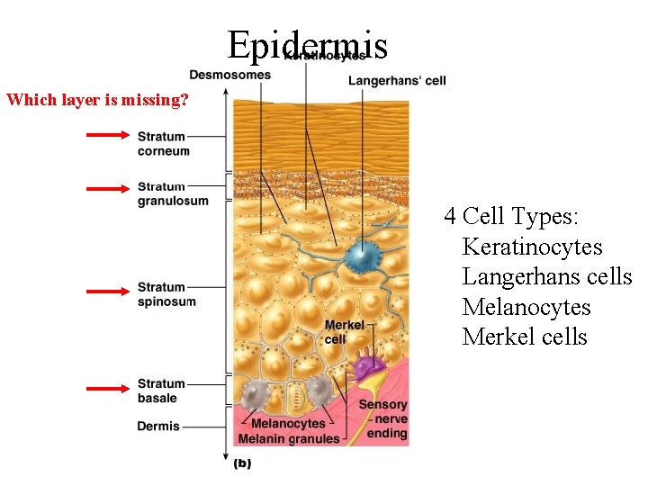 Epidermis Which layer is missing? 4 Cell Types: Keratinocytes Langerhans cells Melanocytes Merkel cells