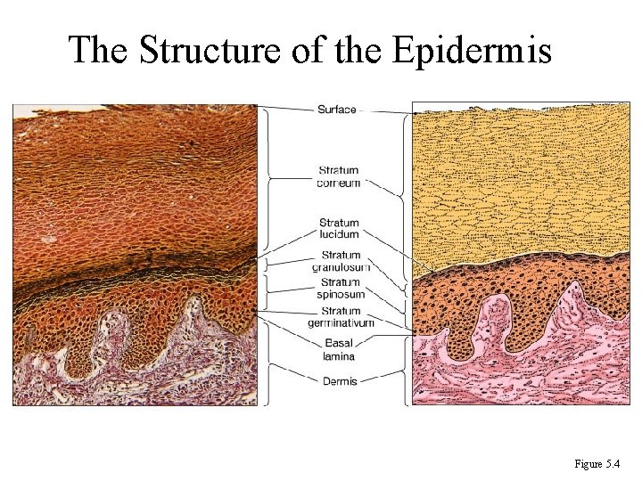 The Structure of the Epidermis Figure 5. 4 