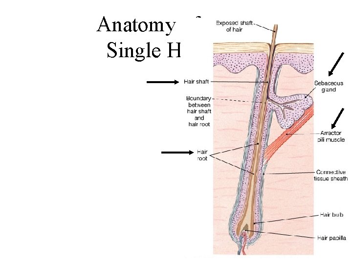 Anatomy of a Single Hair 