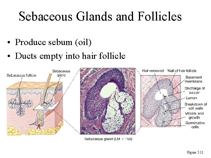 Sebaceous Glands and Follicles • Produce sebum (oil) • Ducts empty into hair follicle