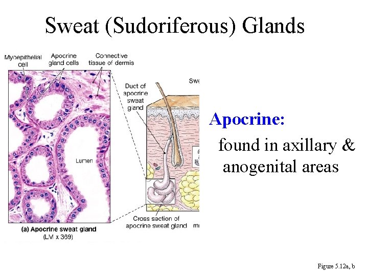 Sweat (Sudoriferous) Glands Apocrine: found in axillary & anogenital areas Figure 5. 12 a,