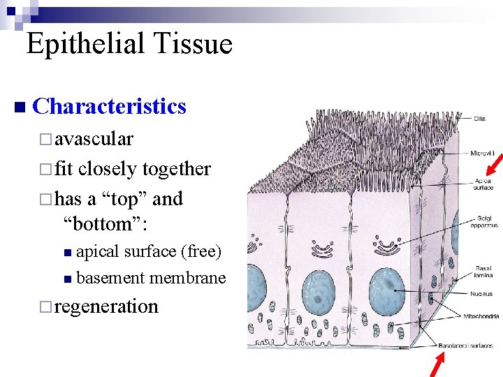 Epithelial Tissue n Characteristics ¨avascular ¨fit closely together ¨has a “top” and “bottom”: n