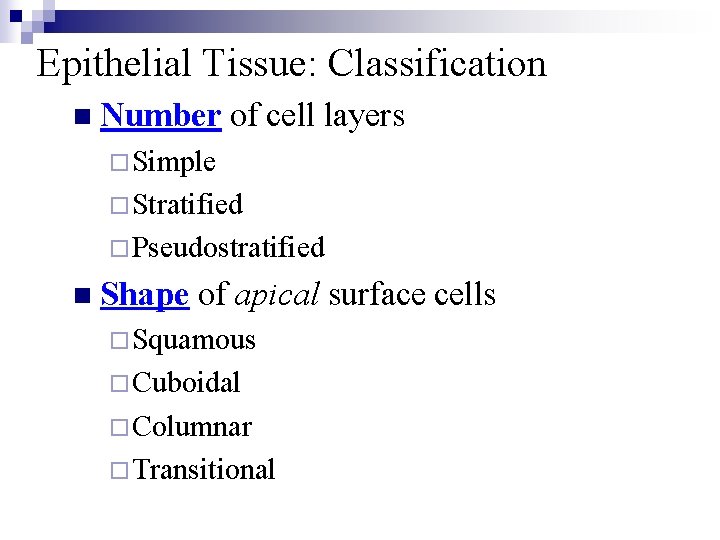 Epithelial Tissue: Classification n Number of cell layers ¨Simple ¨Stratified ¨Pseudostratified n Shape of