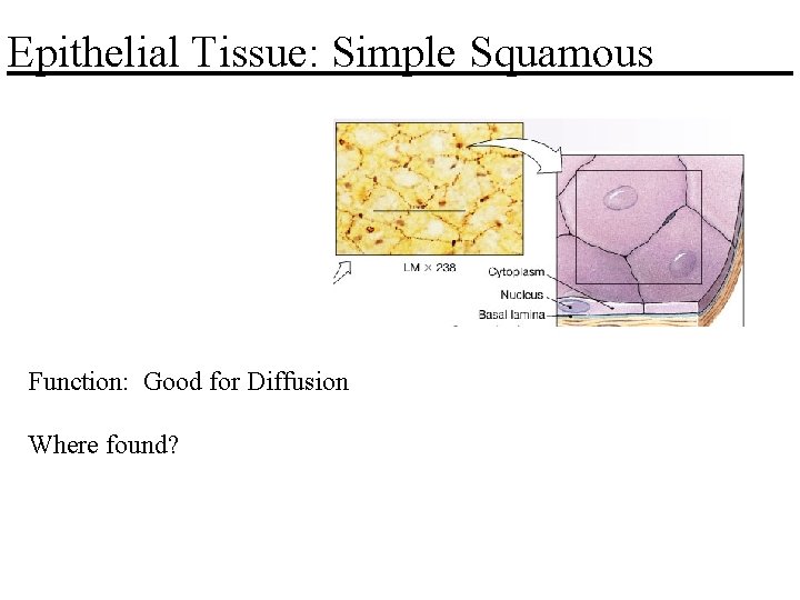 Epithelial Tissue: Simple Squamous Function: Good for Diffusion Where found? Figure 4. 3 