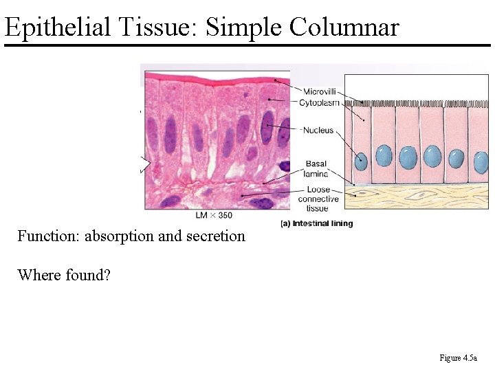 Epithelial Tissue: Simple Columnar Function: absorption and secretion Where found? Figure 4. 5 a