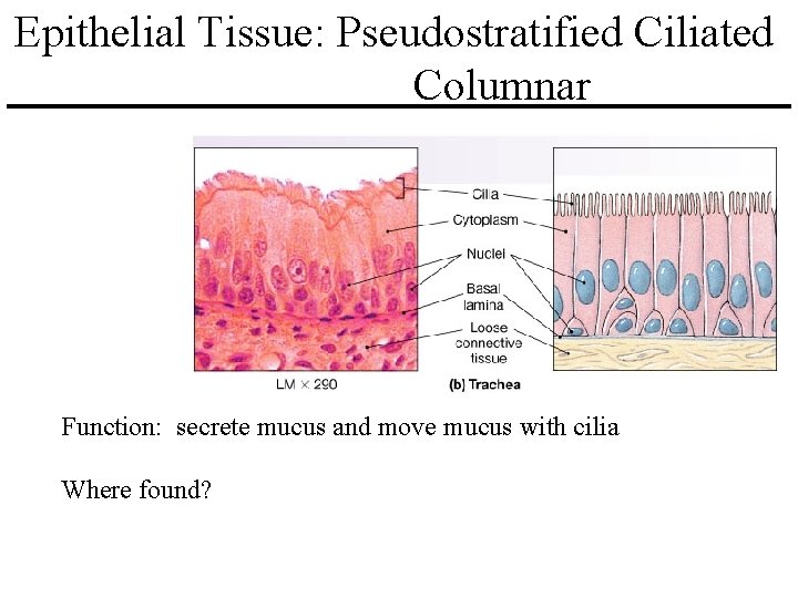 Epithelial Tissue: Pseudostratified Ciliated Columnar Function: secrete mucus and move mucus with cilia Where