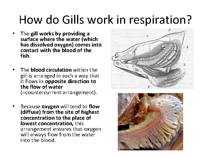 How do Gills work in respiration? • The gill works by providing a surface