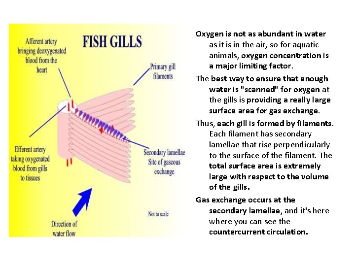 Oxygen is not as abundant in water as it is in the air, so