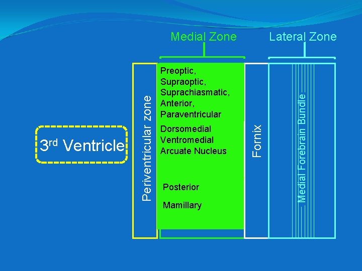 Preoptic, Supraoptic, Anterior Suprachiasmatic, chiasmatic Anterior, Paraventricular Dorsomedial Middle Ventromedial Tuberal Arcuate Nucleus Posterior