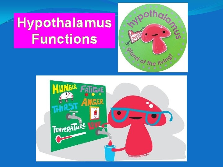 Hypothalamus Functions 