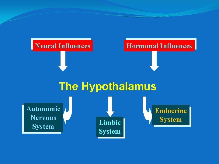 Neural Influences Hormonal Influences The Hypothalamus Autonomic Nervous System Limbic System Endocrine System 
