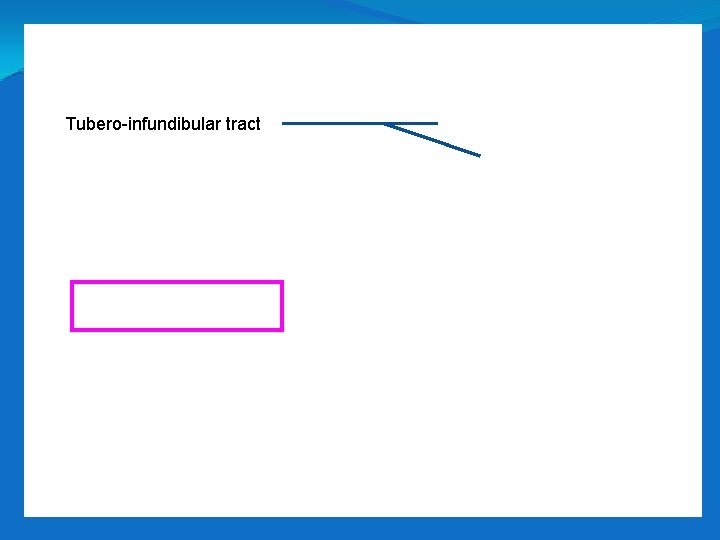 Tubero-infundibular tract 