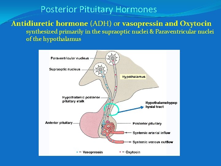 Posterior Pituitary Hormones Antidiuretic hormone (ADH) or vasopressin and Oxytocin synthesized primarily in the