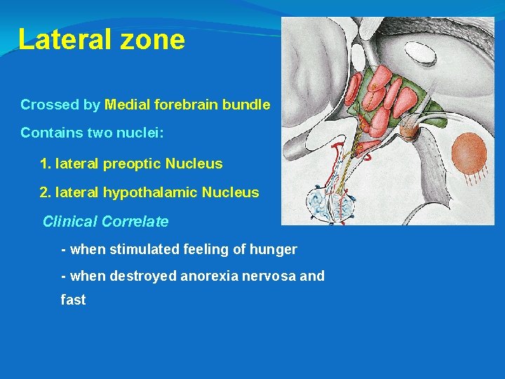 Lateral zone Crossed by Medial forebrain bundle Contains two nuclei: 1. lateral preoptic Nucleus