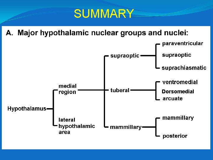 SUMMARY Dorsomedial 
