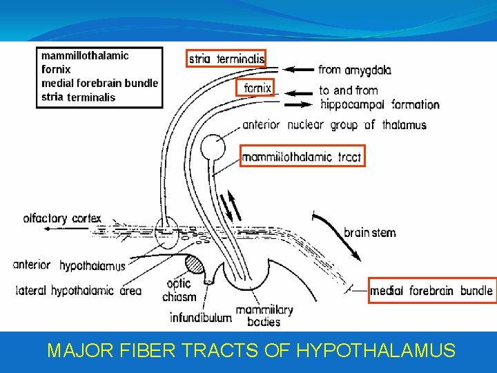 MAJOR FIBER TRACTS OF HYPOTHALAMUS 