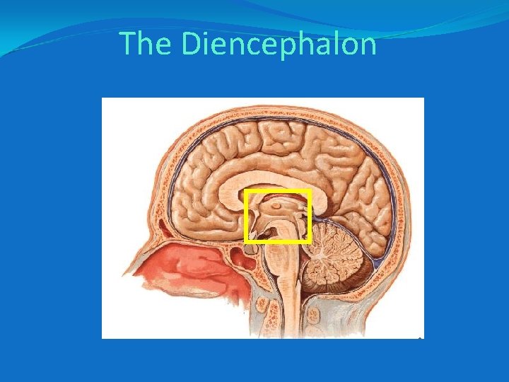 The Diencephalon 