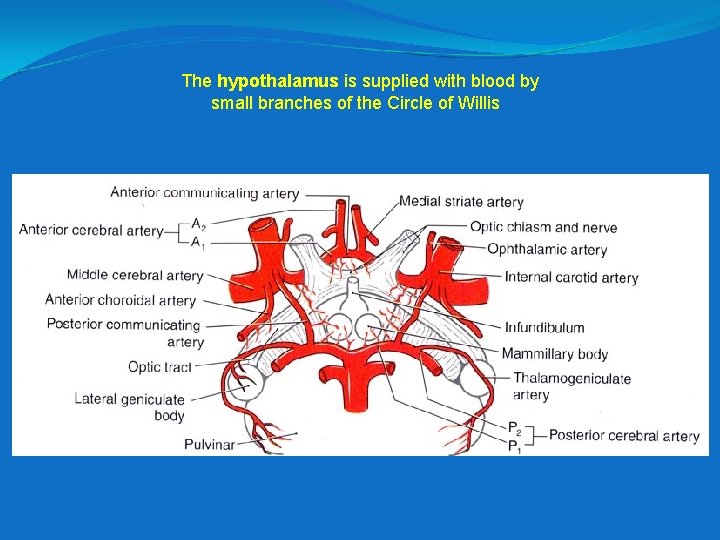 The hypothalamus is supplied with blood by small branches of the Circle of Willis