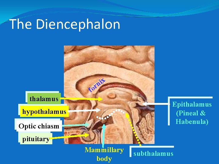 The Diencephalon f ix n or thalamus Epithalamus (Pineal & Habenula) hypothalamus Optic chiasm