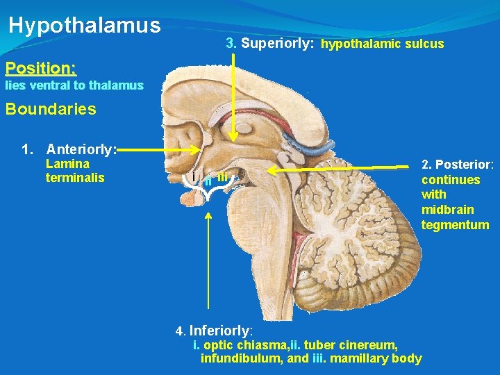 Hypothalamus 3. Superiorly: hypothalamic sulcus Position: lies ventral to thalamus Boundaries 1. Anteriorly: Lamina