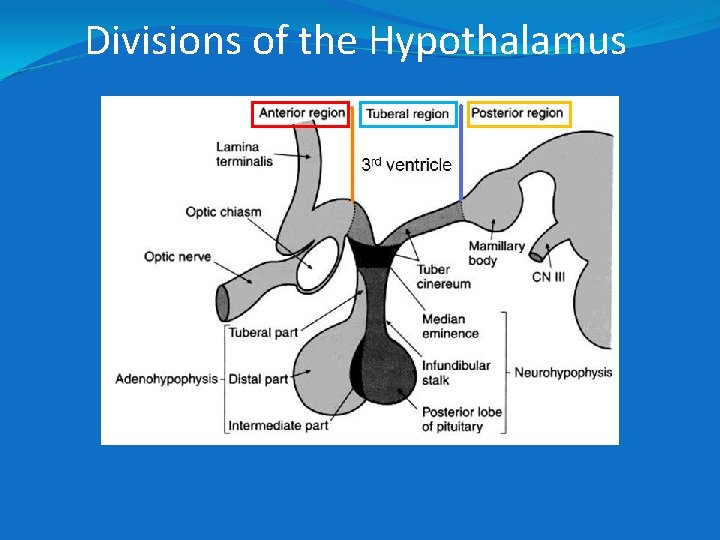 Divisions of the Hypothalamus 