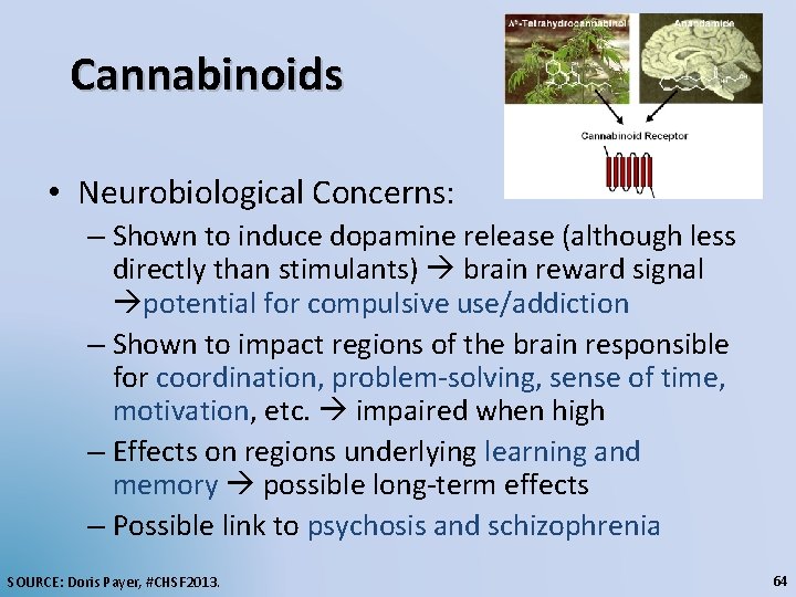 Cannabinoids • Neurobiological Concerns: – Shown to induce dopamine release (although less directly than