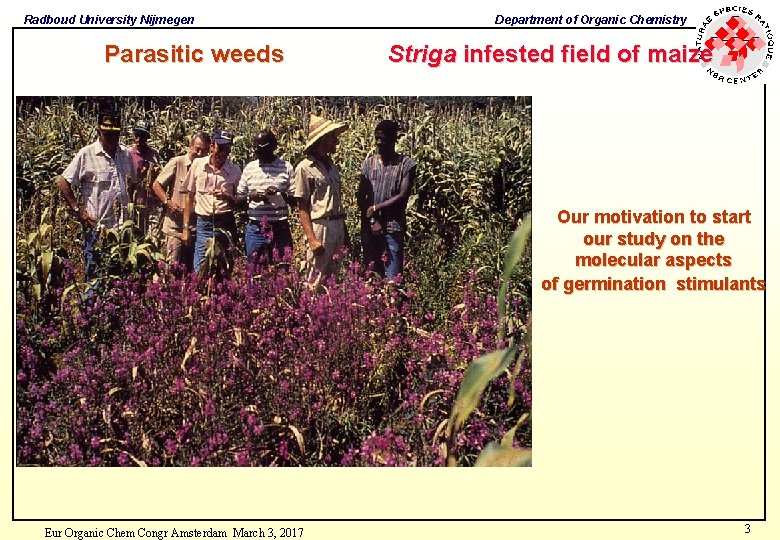 Radboud University Nijmegen Parasitic weeds Department of Organic Chemistry Striga infested field of maize Radboud University Nijmegen Parasitic weeds Department of Organic Chemistry Striga infested field of maize