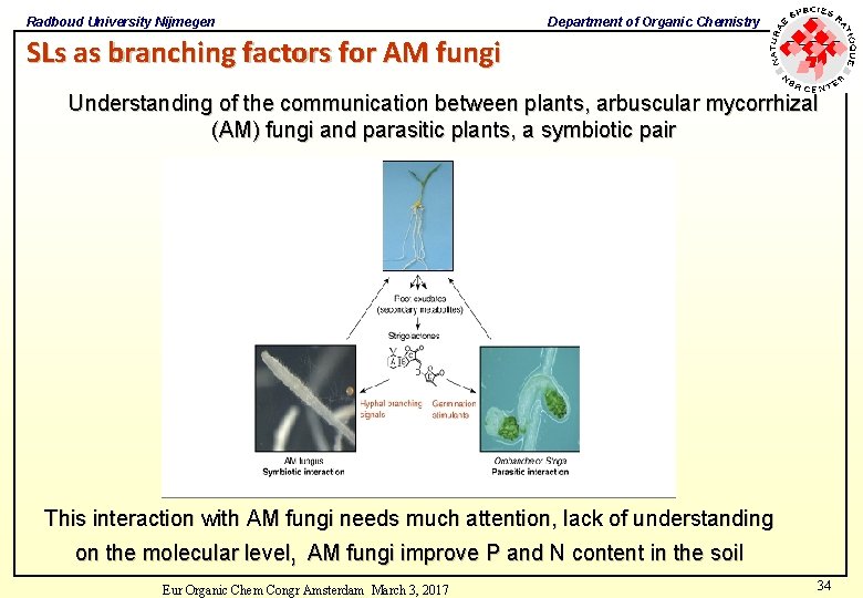 Radboud University Nijmegen Department of Organic Chemistry SLs as branching factors for AM fungi Radboud University Nijmegen Department of Organic Chemistry SLs as branching factors for AM fungi