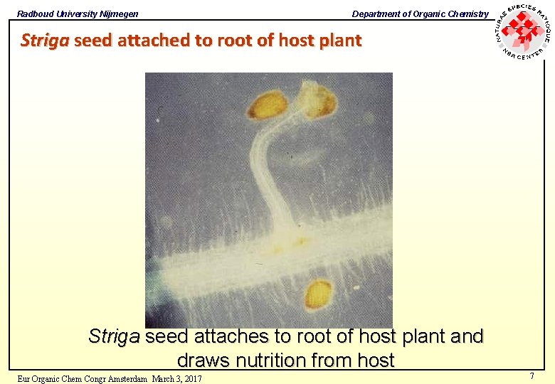 Radboud University Nijmegen Department of Organic Chemistry Striga seed attached to root of host Radboud University Nijmegen Department of Organic Chemistry Striga seed attached to root of host