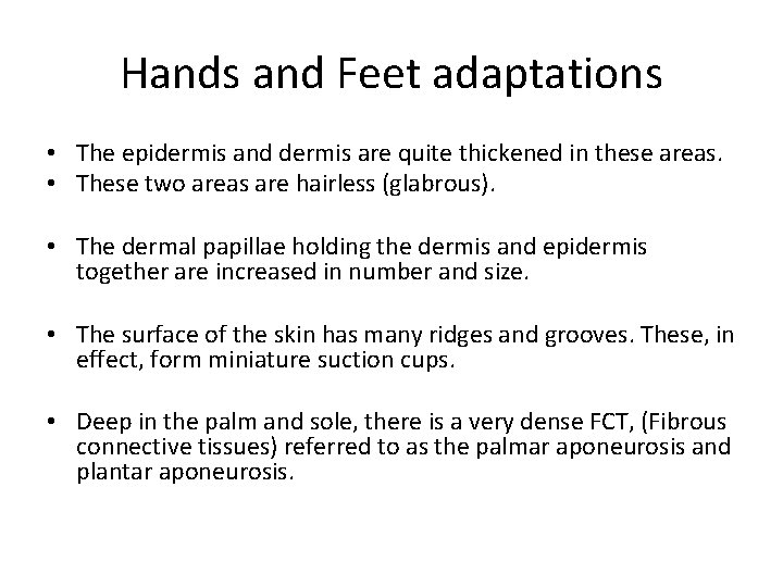 Hands and Feet adaptations • The epidermis and dermis are quite thickened in these