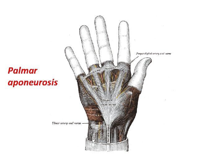 Palmar aponeurosis 