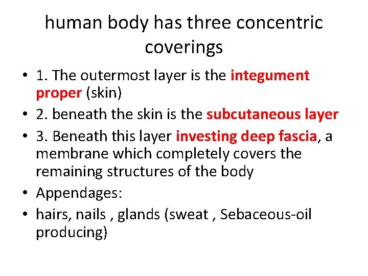 human body has three concentric coverings • 1. The outermost layer is the integument