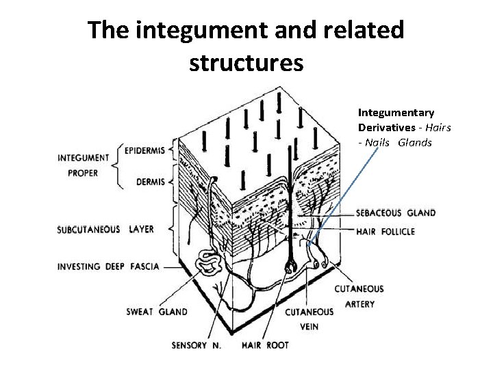 The integument and related structures Integumentary Derivatives - Hairs - Nails Glands 