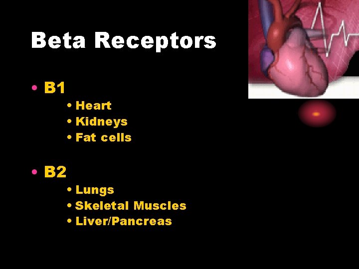Beta Receptors • B 1 • Heart • Kidneys • Fat cells • B