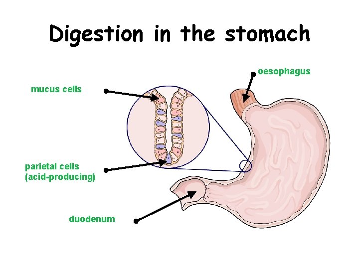 Digestion in the stomach oesophagus mucus cells parietal cells (acid-producing) duodenum 