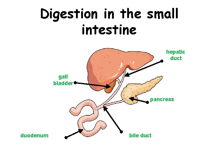 Digestion in the small intestine hepatic duct gall bladder pancreas duodenum bile duct 