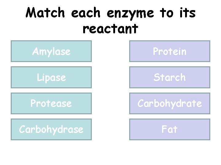 Match each enzyme to its reactant Amylase Protein Lipase Starch Protease Carbohydrate Carbohydrase Fat