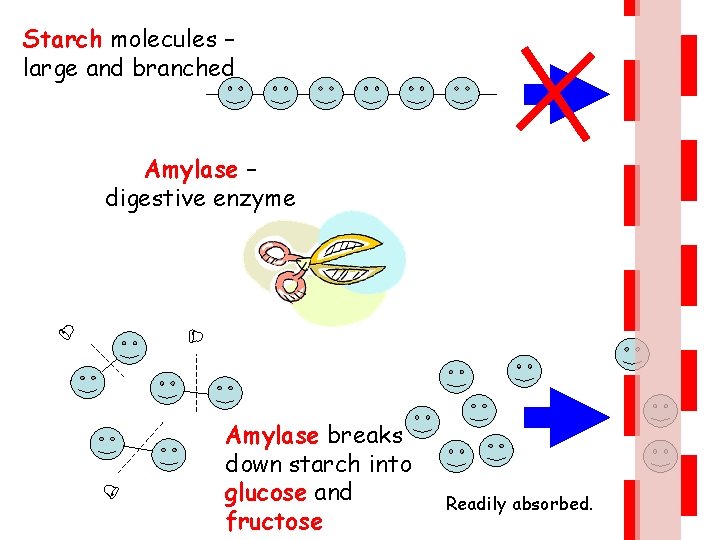 Starch molecules – large and branched Amylase – digestive enzyme Amylase breaks down starch