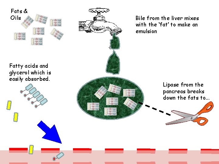 Fats & Oils Fatty acids and glycerol which is easily absorbed. Bile from the