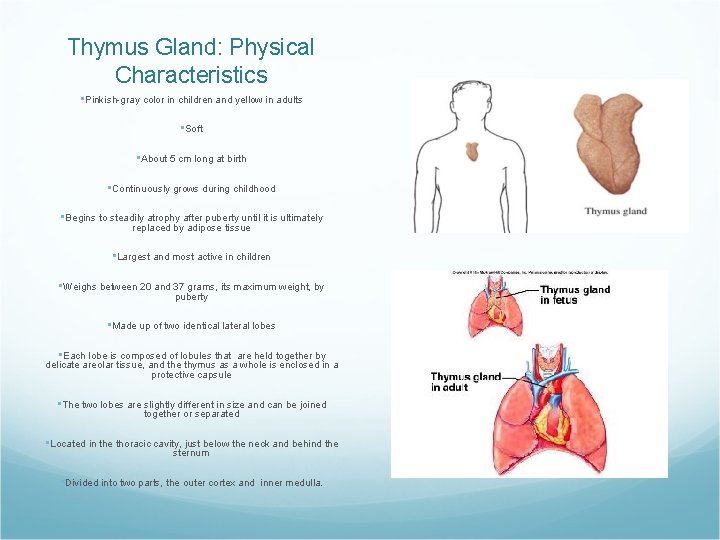 Thymus Gland: Physical Characteristics • Pinkish-gray color in children and yellow in adults •