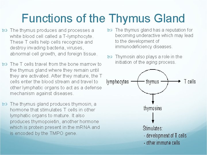 Functions of the Thymus Gland The thymus produces and processes a white blood cell