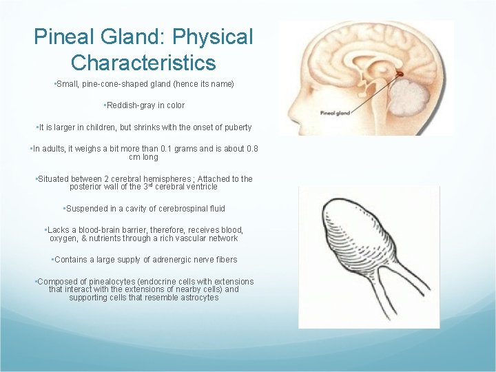 Pineal Gland: Physical Characteristics • Small, pine-cone-shaped gland (hence its name) • Reddish-gray in