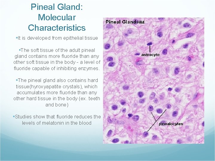 Pineal Gland: Molecular Characteristics • It is developed from epithelial tissue • The soft