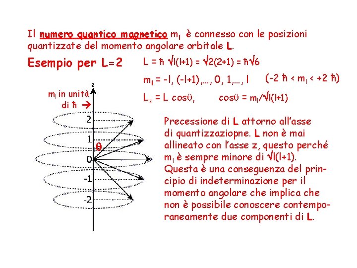 Il numero quantico magnetico ml è connesso con le posizioni quantizzate del momento angolare